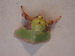 褐邊綠刺蛾